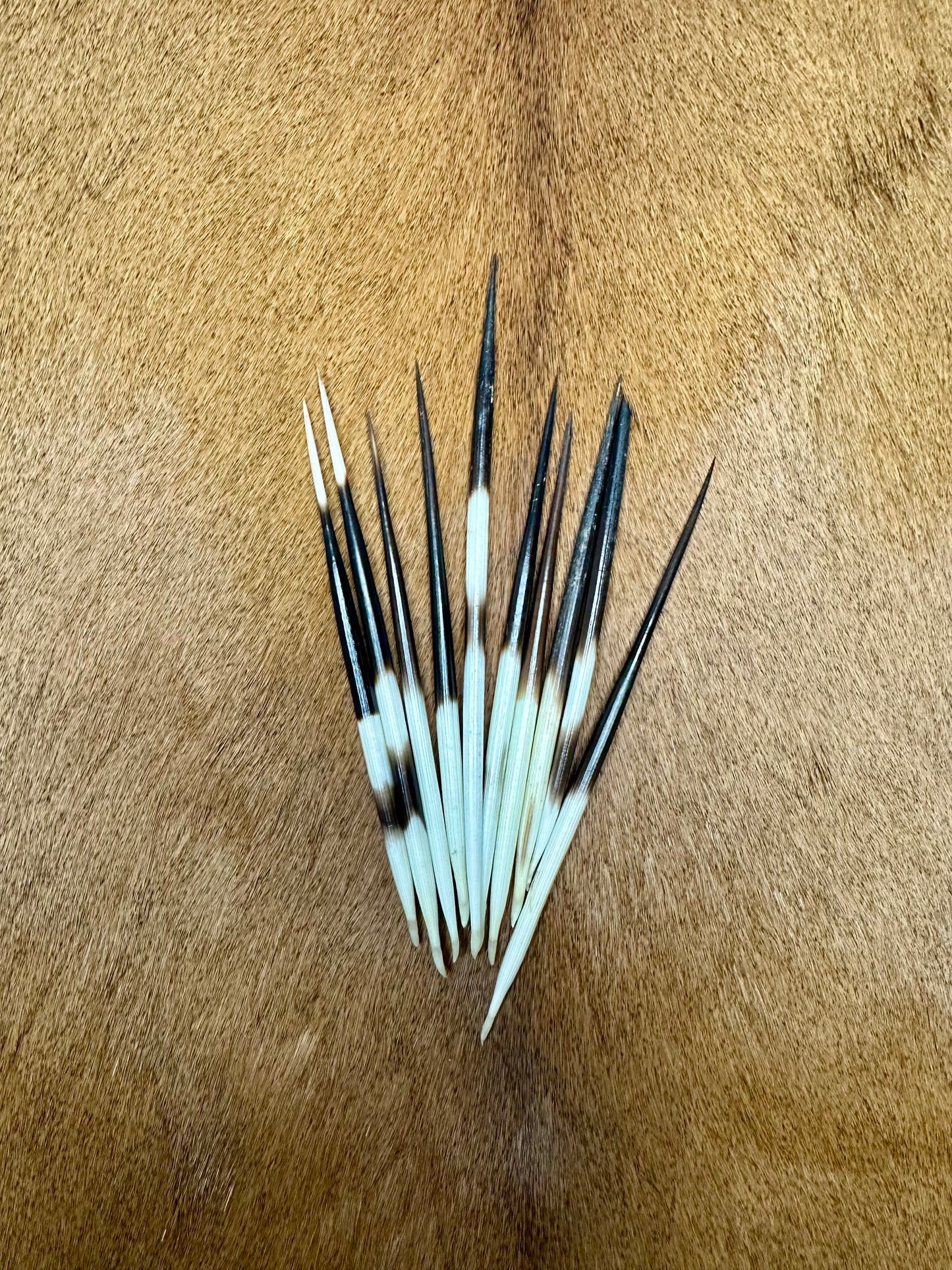 Piquants de porc-épic 11-14,5 cm