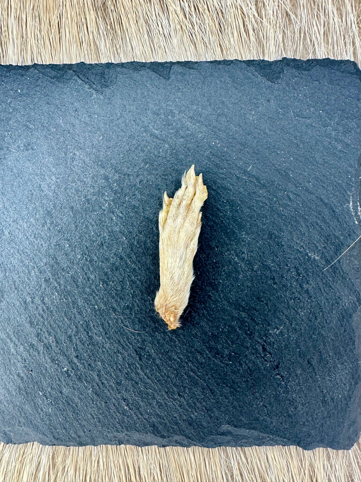 Rat's tail