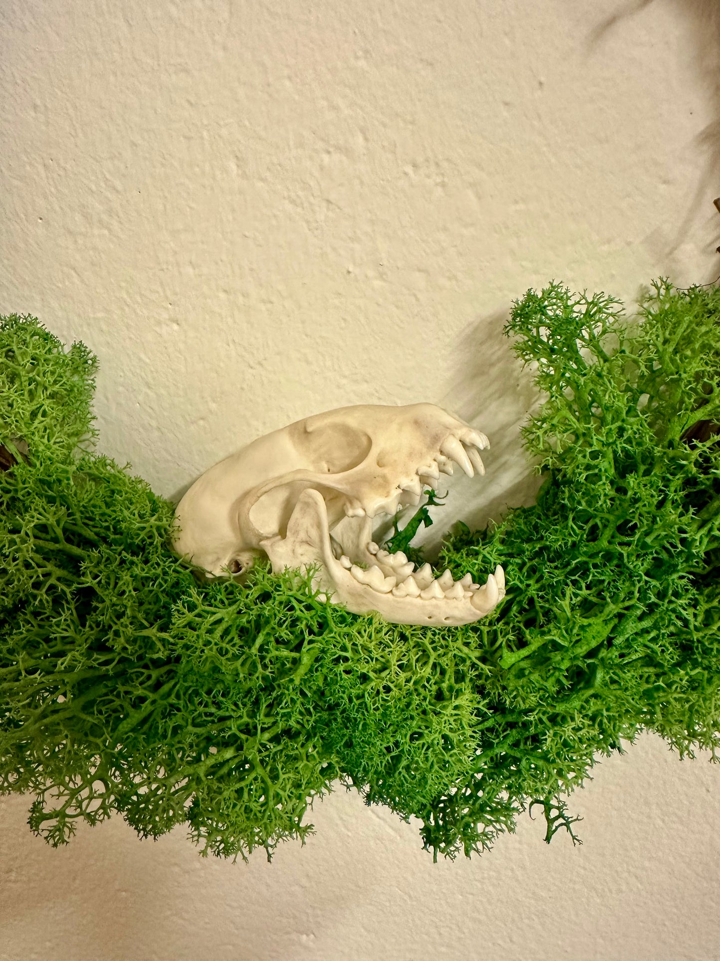 Weidenkranz mit Marderschädel und Islandmoos