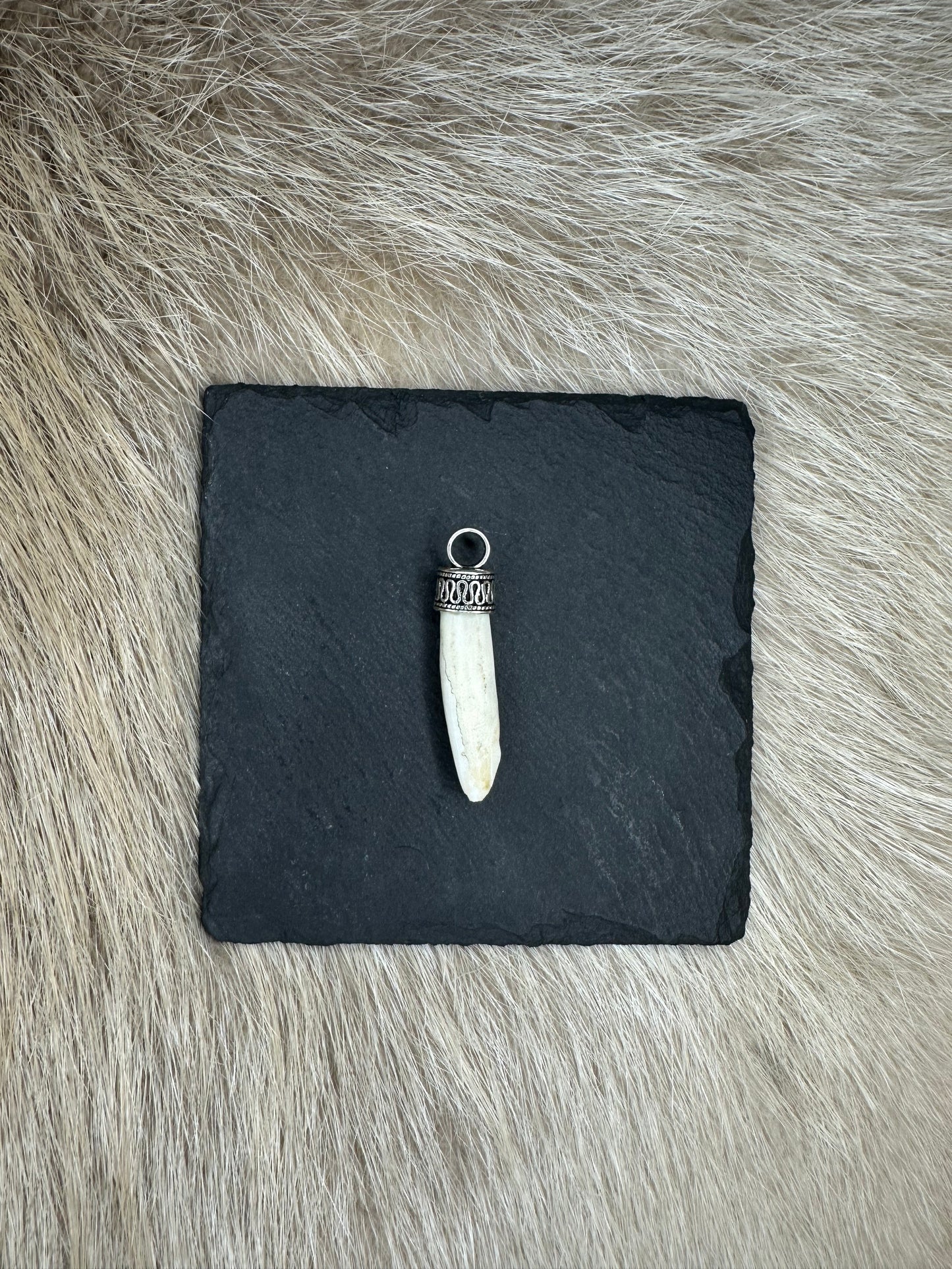 Anhänger Wildschwein Schneidezahn Nr. 1