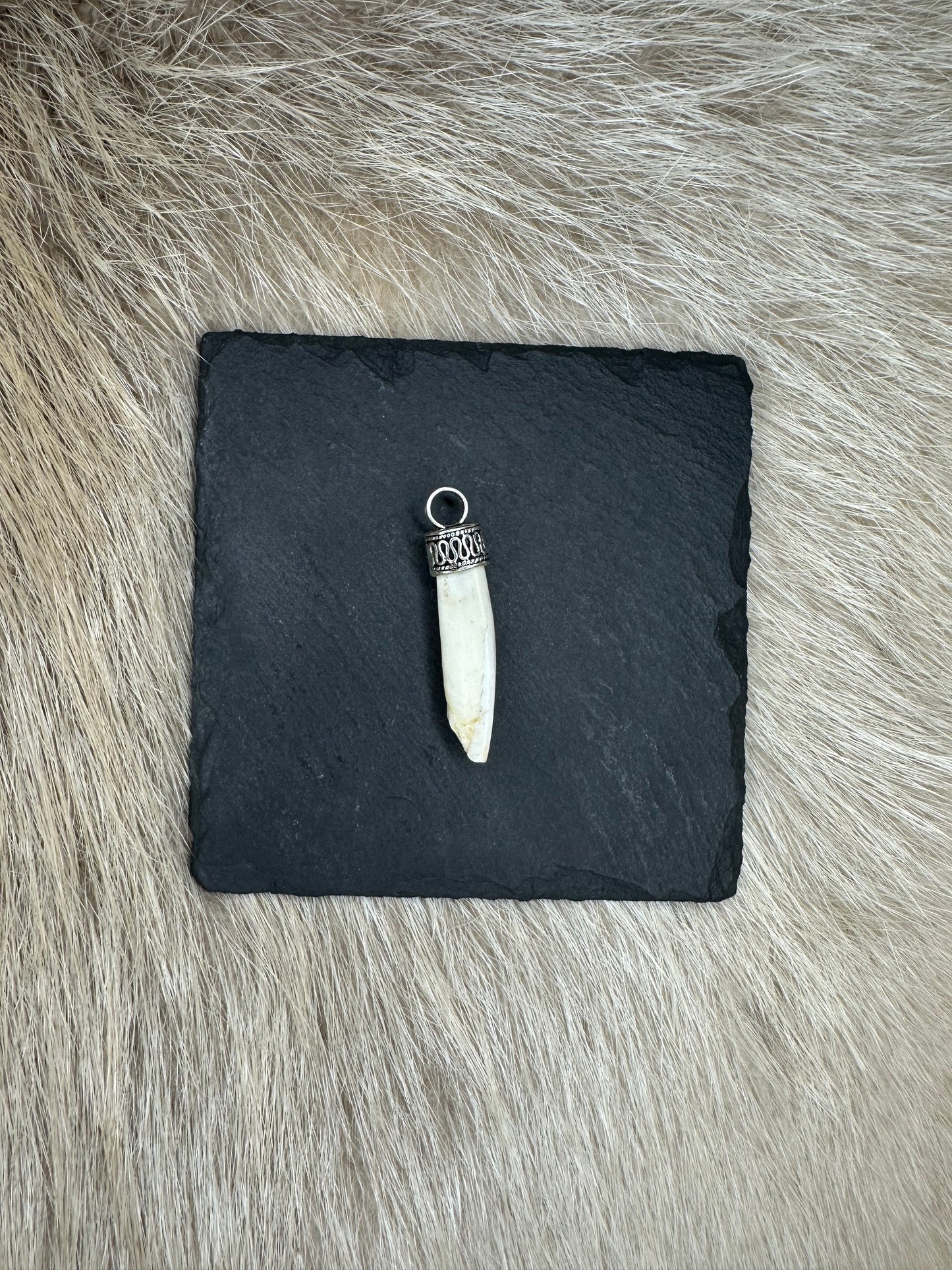 Anhänger Wildschwein Schneidezahn Nr. 1