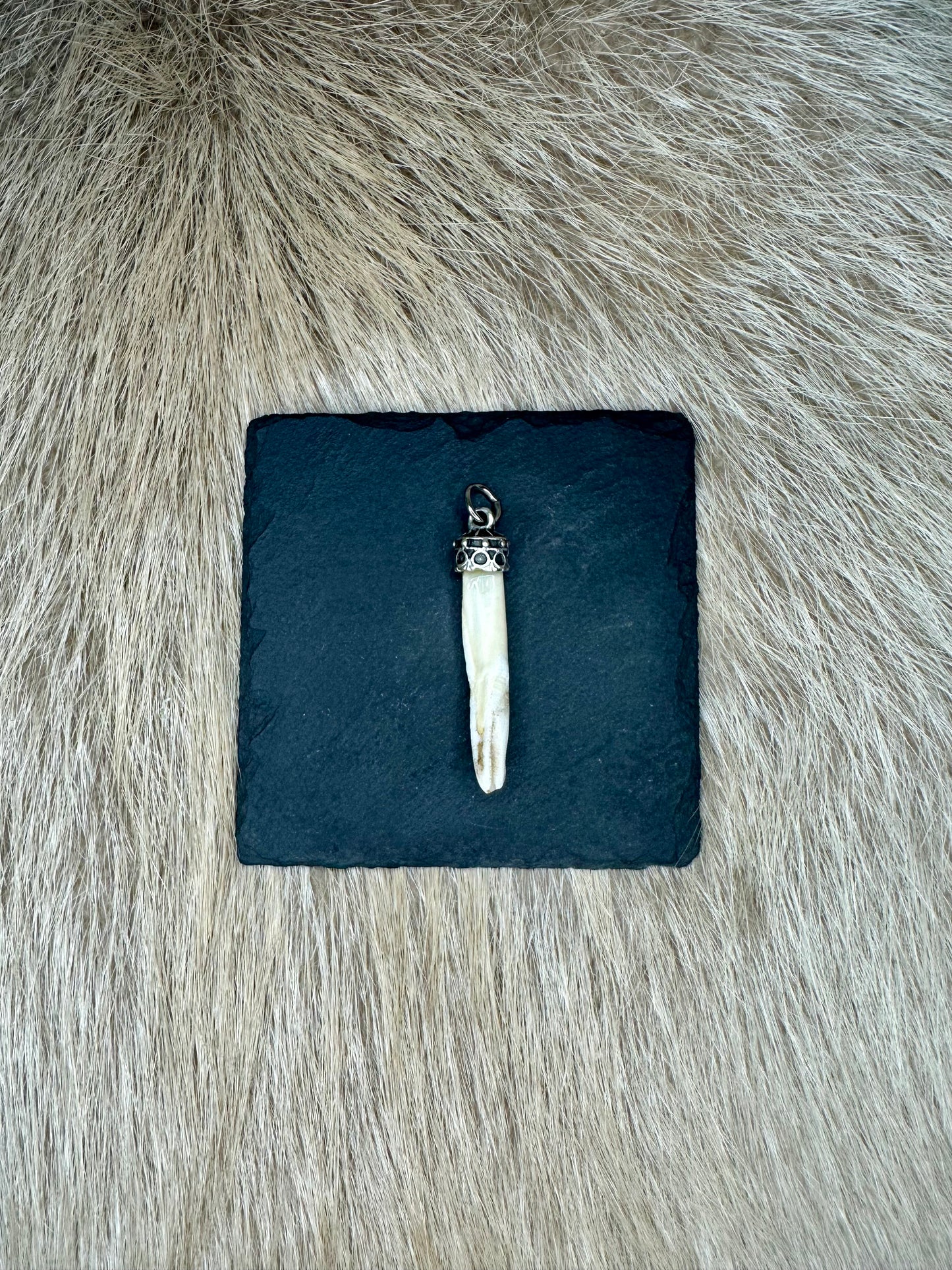 Anhänger Wildschwein Schneidezahn Nr. 5