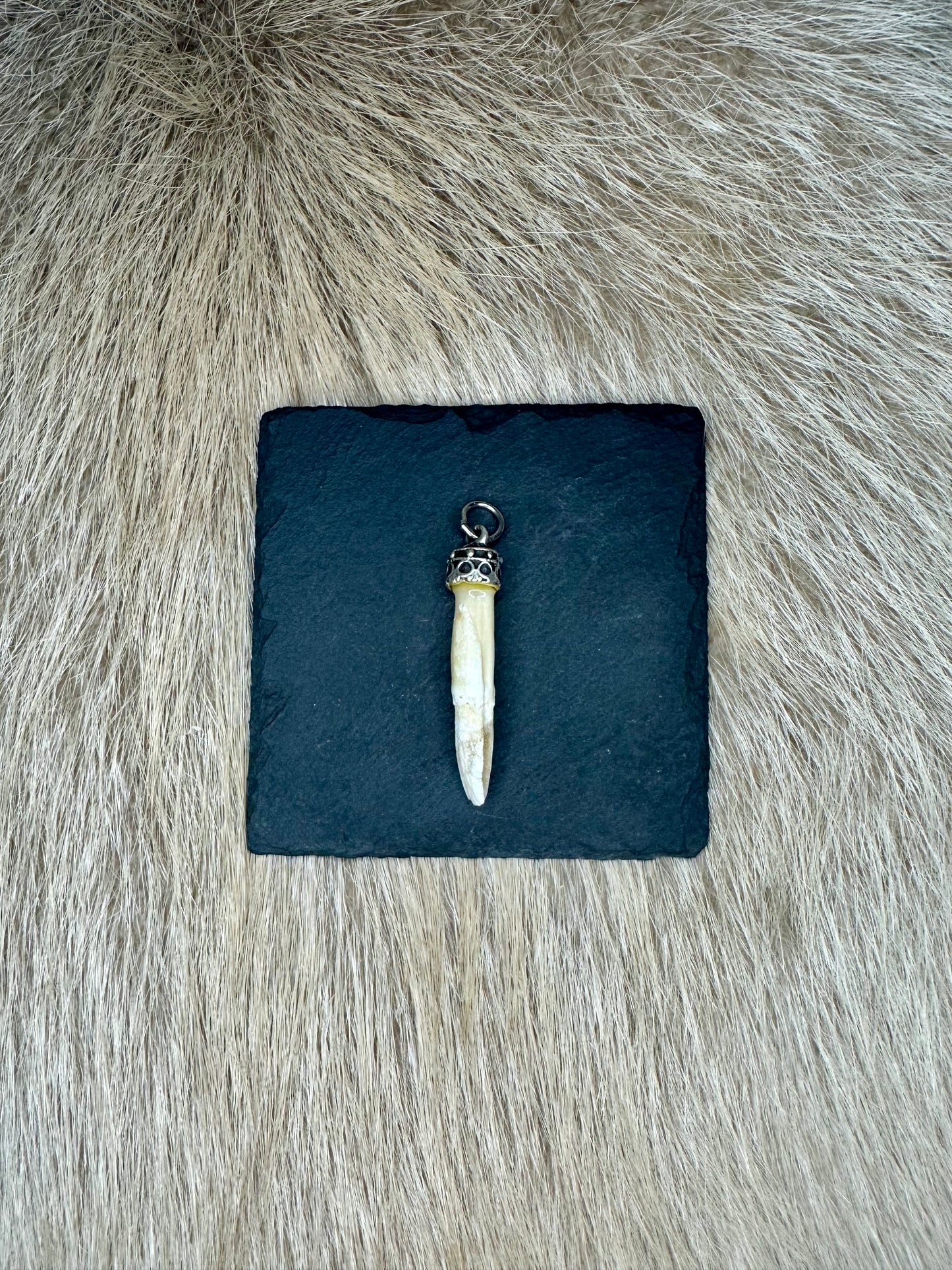 Anhänger Wildschwein Schneidezahn Nr. 4