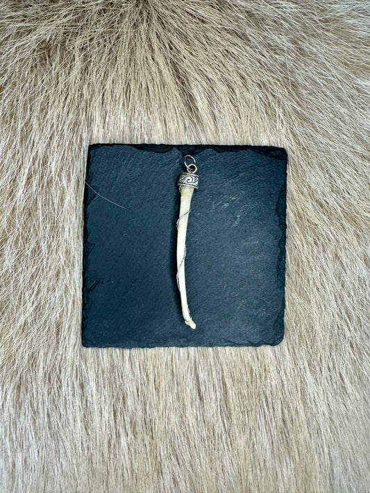 Anhänger Penisknochen Dachs Nr. 4