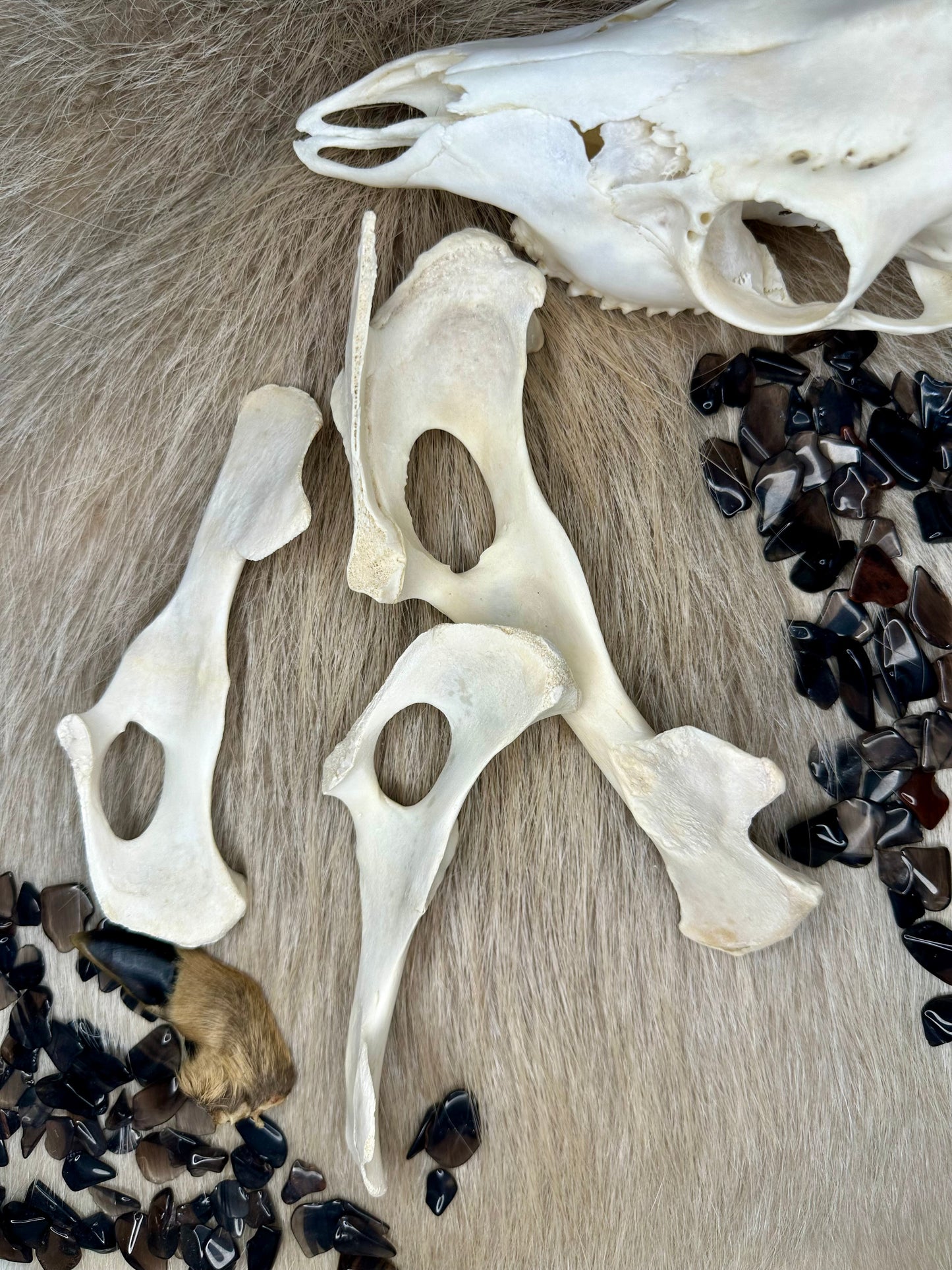 Hüftknochen Reh Natur
