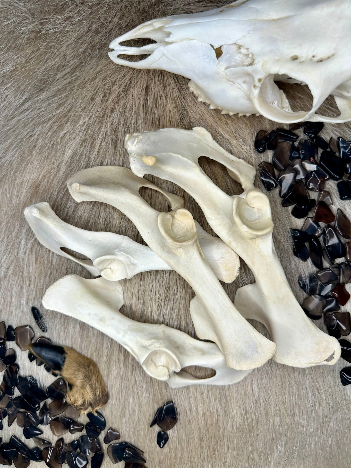 Hüftknochen Reh Natur