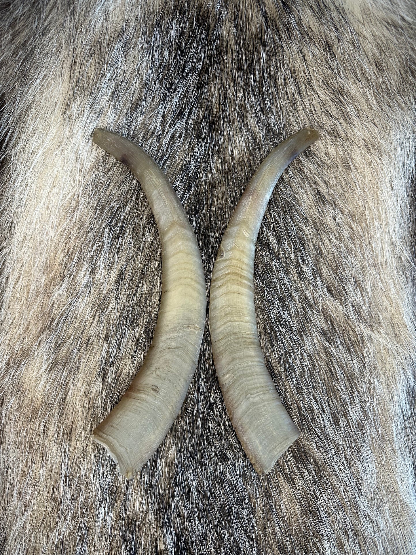 Ziegen Horn Nr. 2
