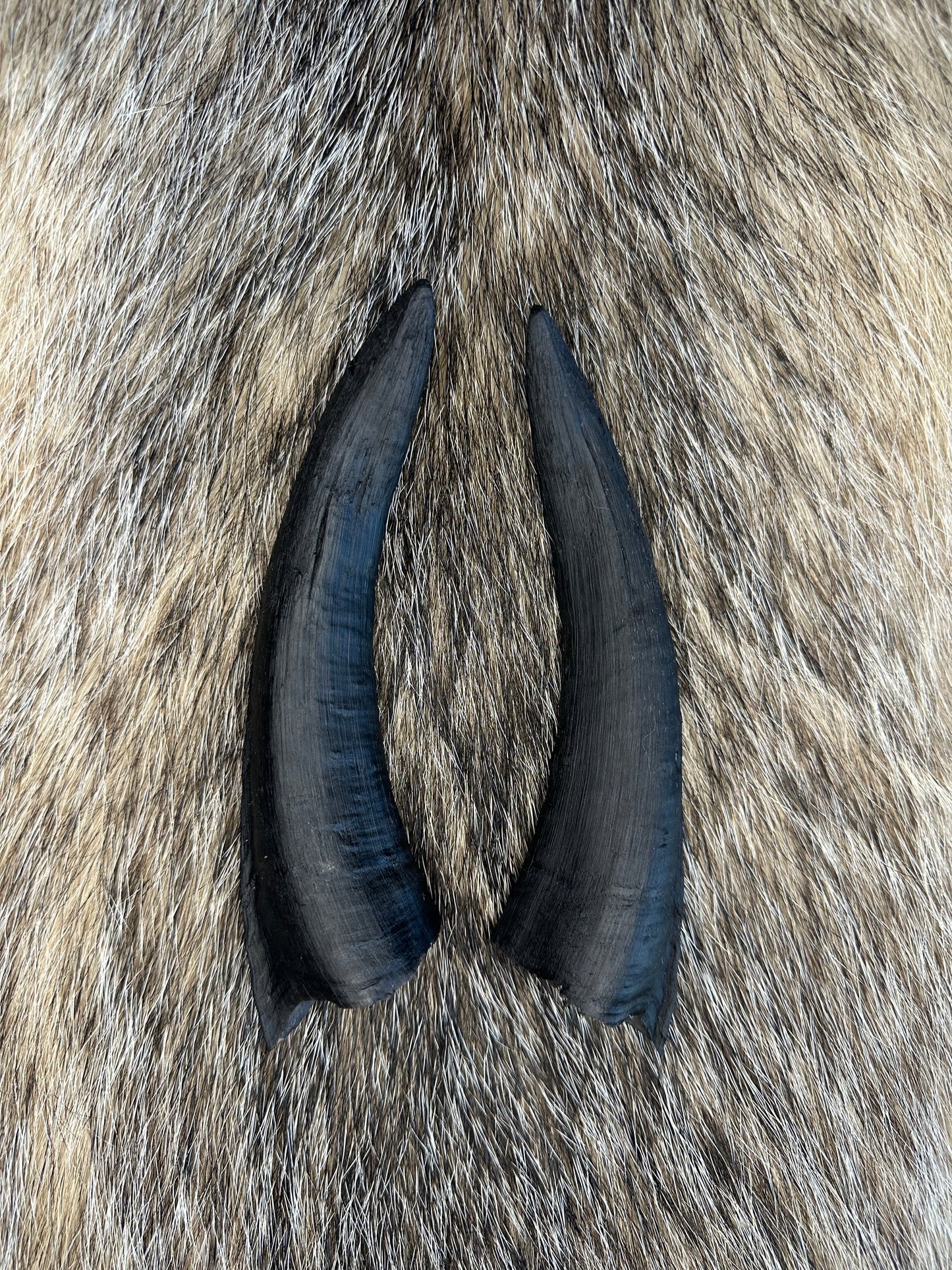 Ziegen Horn Nr. 5