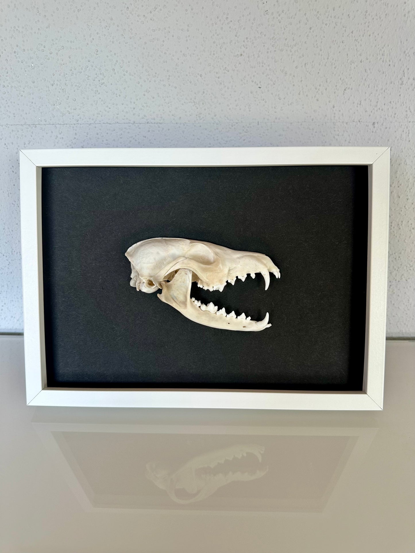 Wandbild Fuchsschädel Weiß