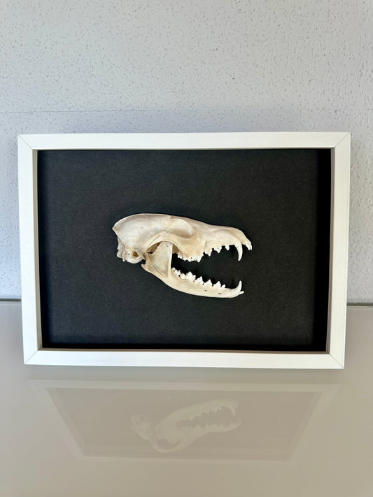Wandbild Fuchsschädel Weiß