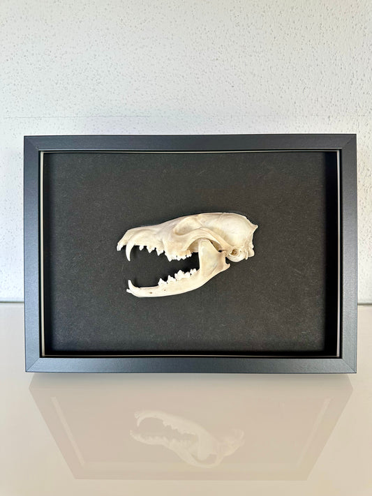 Wandbild Fuchsschädel Schwarz