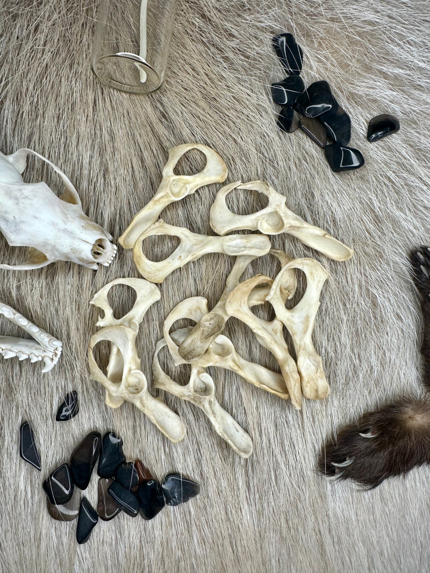 Hüftknochen Marder Natur