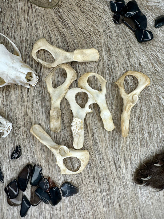 Hüftknochen Marder Natur