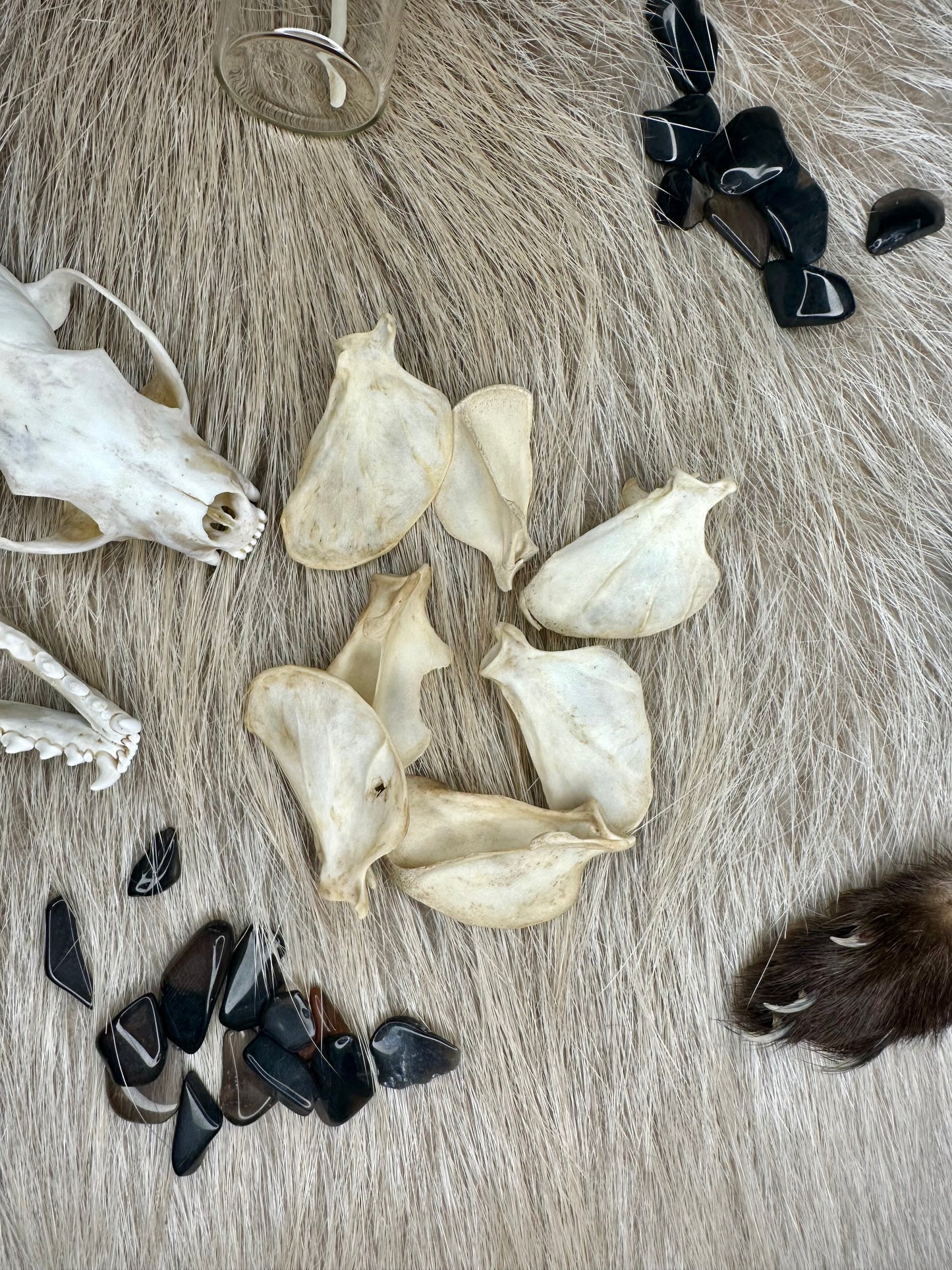 Schulterblatt Marder Natur