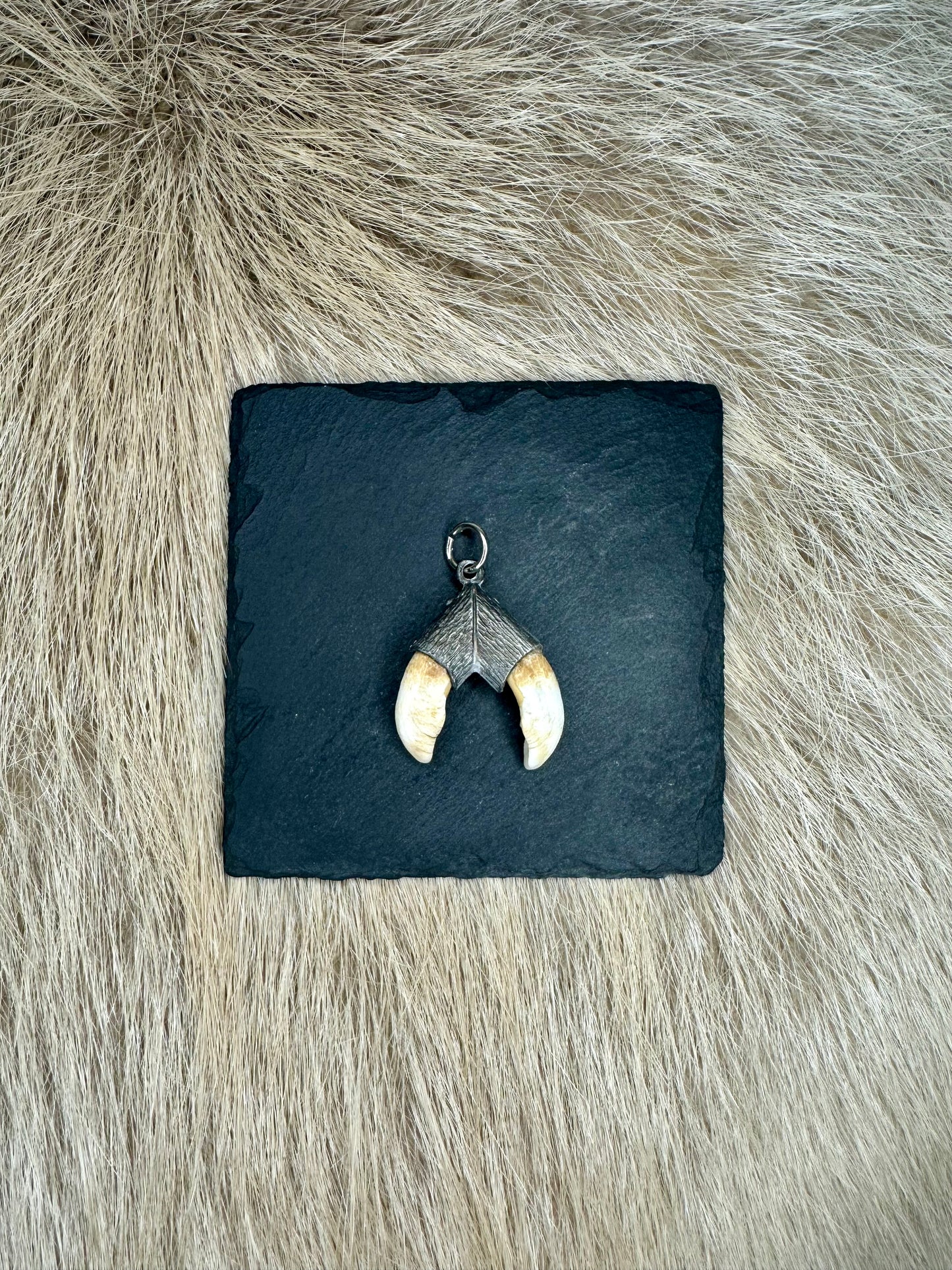 Wild boar incisor pendant No. 1