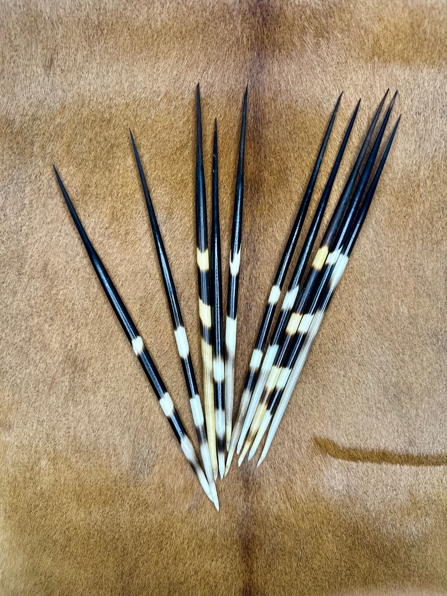 Porcupine quills 23-26cm