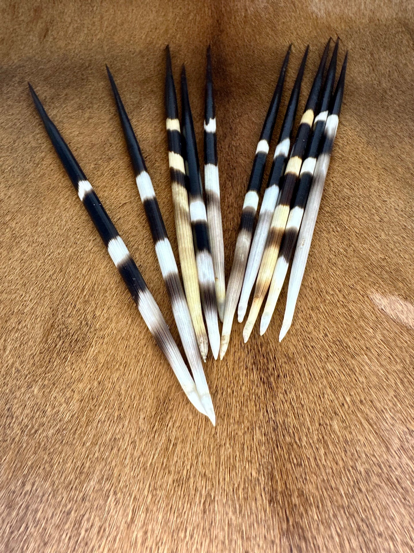Porcupine quills 23-26cm