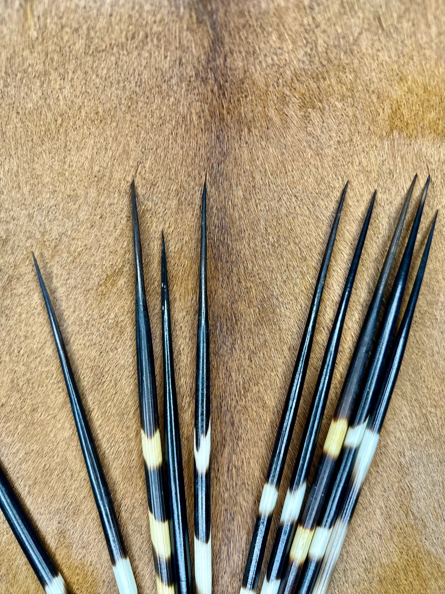 Porcupine quills 23-26cm