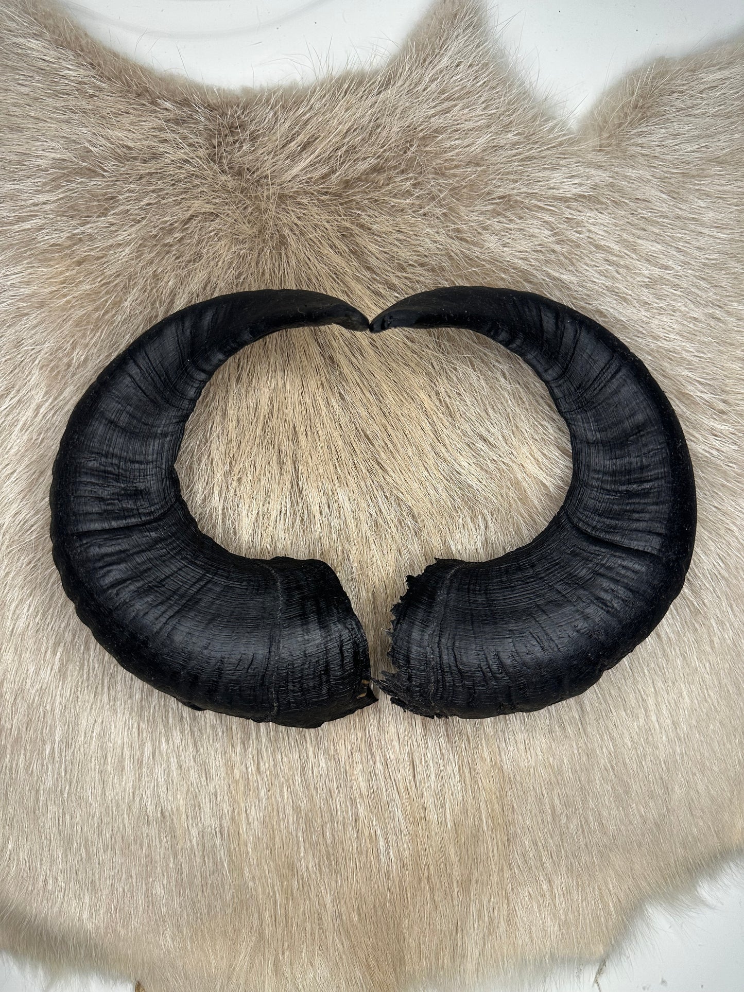 Muffel Horn Nr. 2 Passhörner