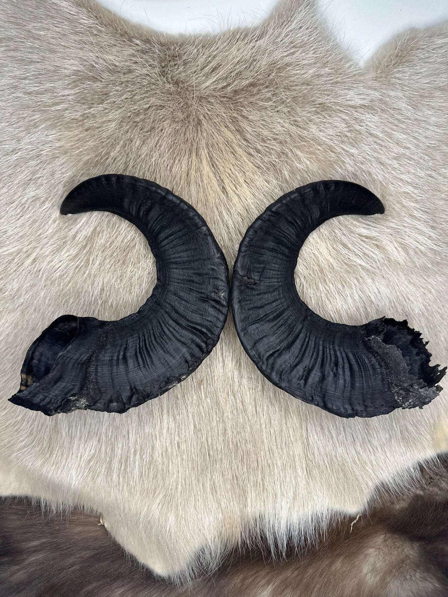 Muffel Horn Nr. 2 Passhörner