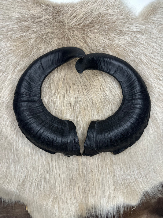 Muffel Horn Nr. 4 Passhörner