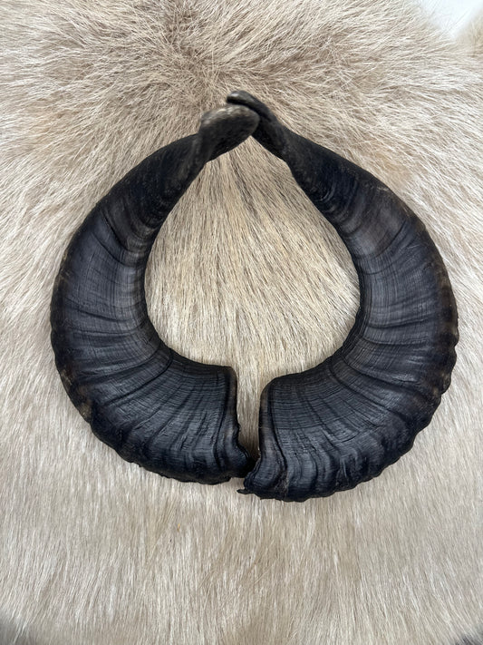 Muffel Horn Nr. 5 Passhörner