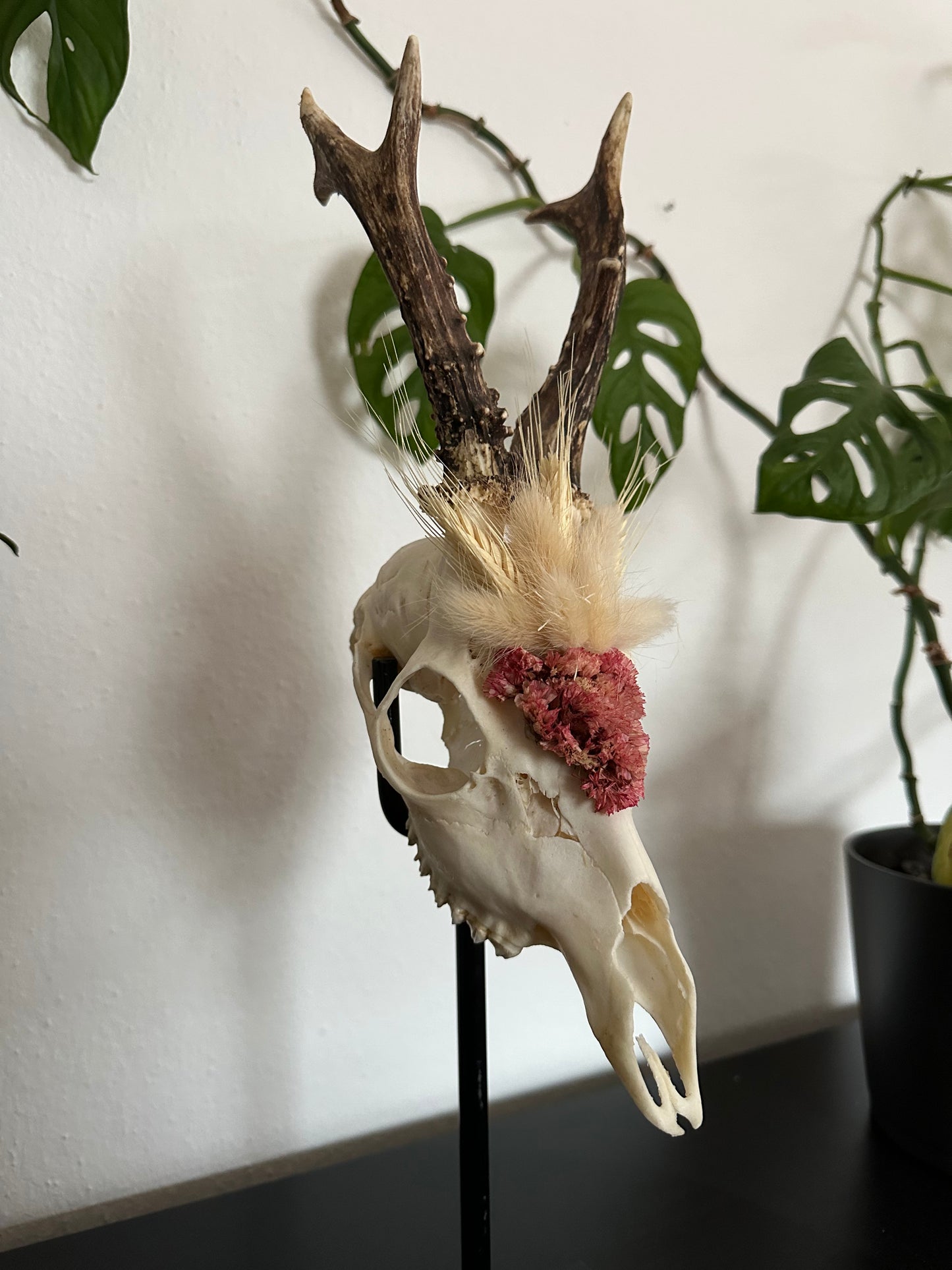 Rehbockschädel verziert Trockenblumen