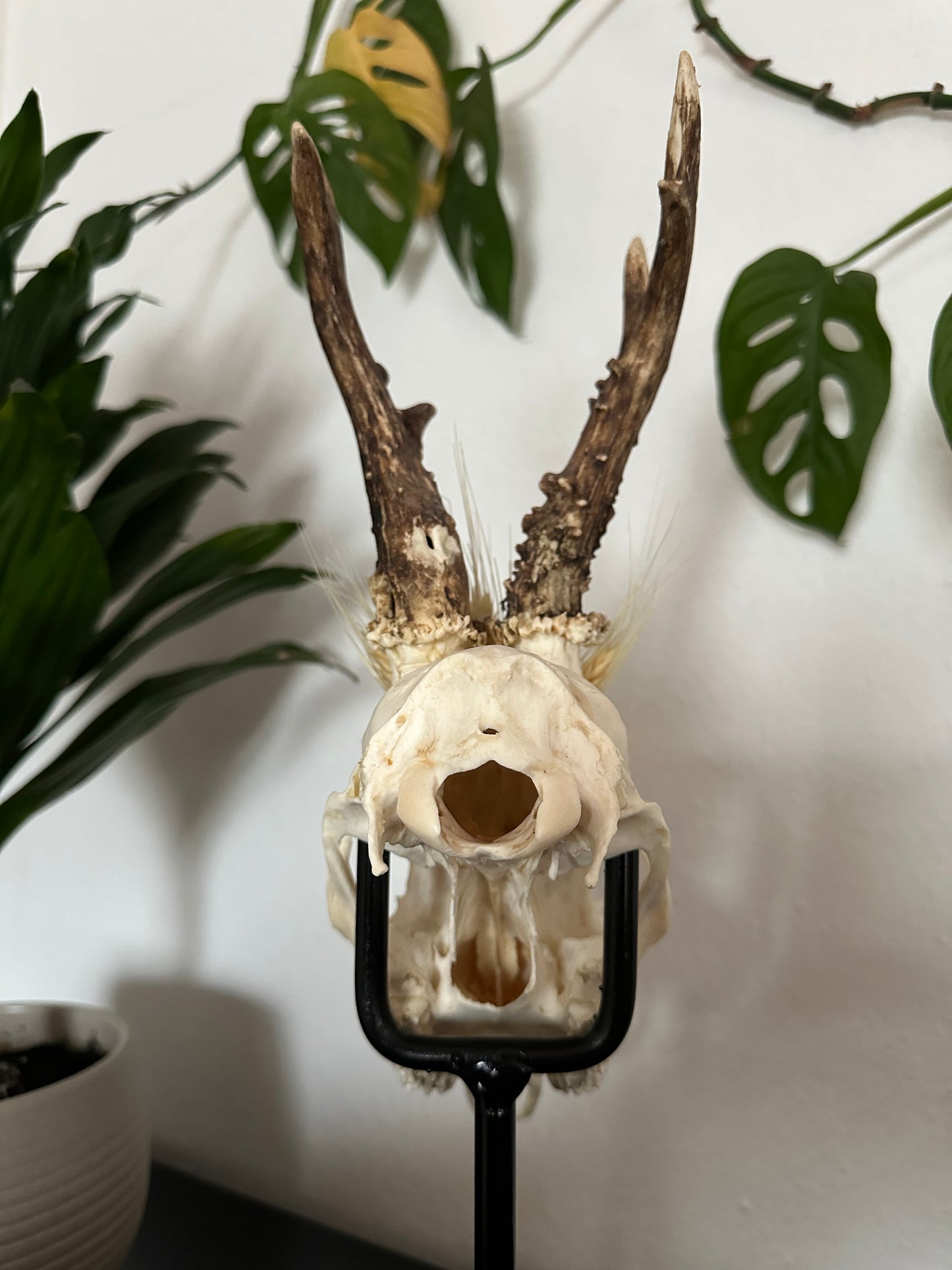 Rehbockschädel verziert Trockenblumen
