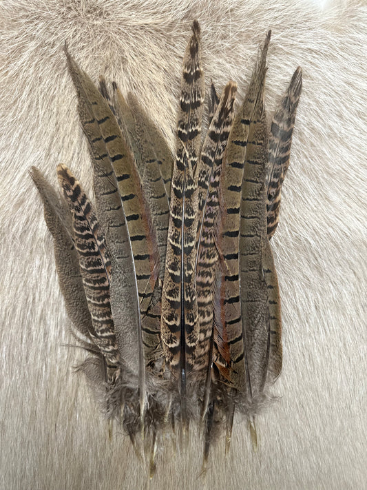 Fasanfedern – Naturfedern vom Jagdfasan | ca. 14–28 cm