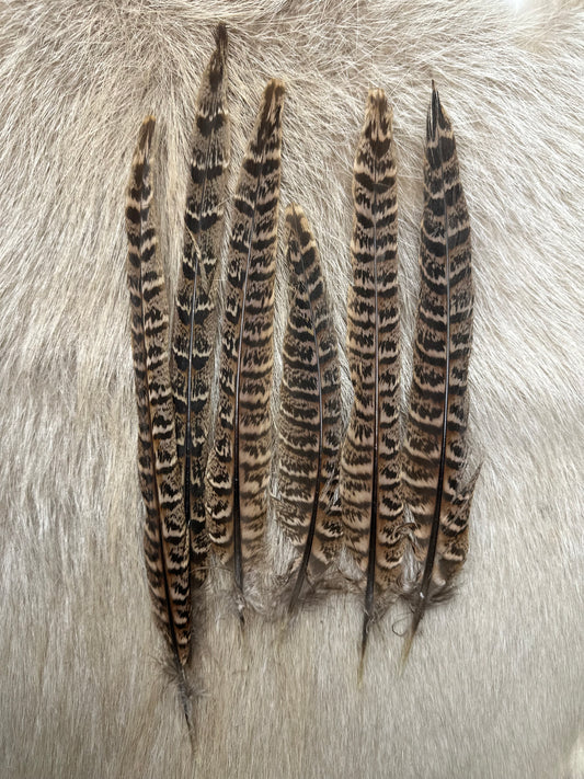 Fasanfedern – Naturfedern vom Jagdfasan | ca. 14–28 cm