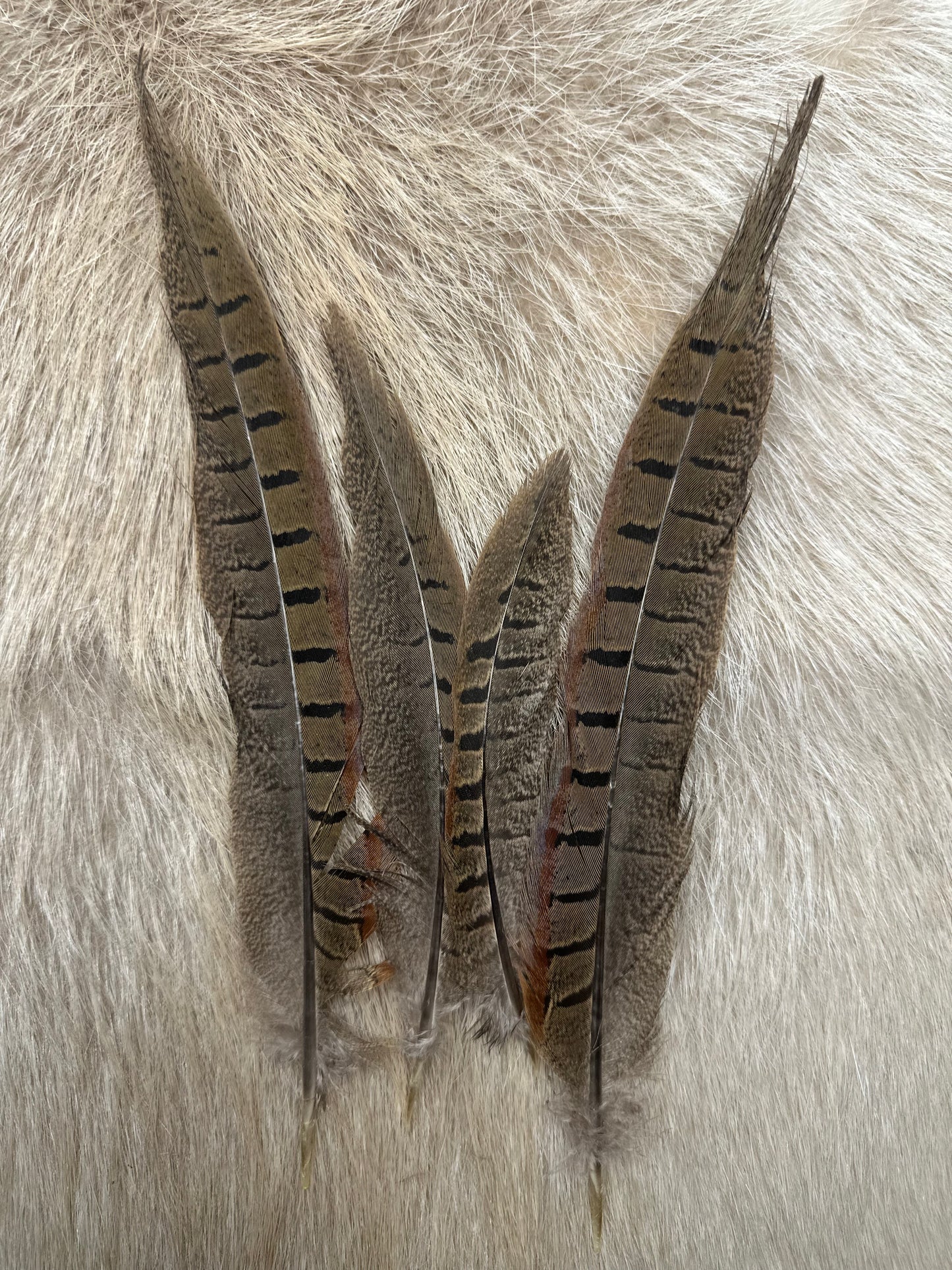 Fasanfedern – Naturfedern vom Jagdfasan | ca. 14–28 cm