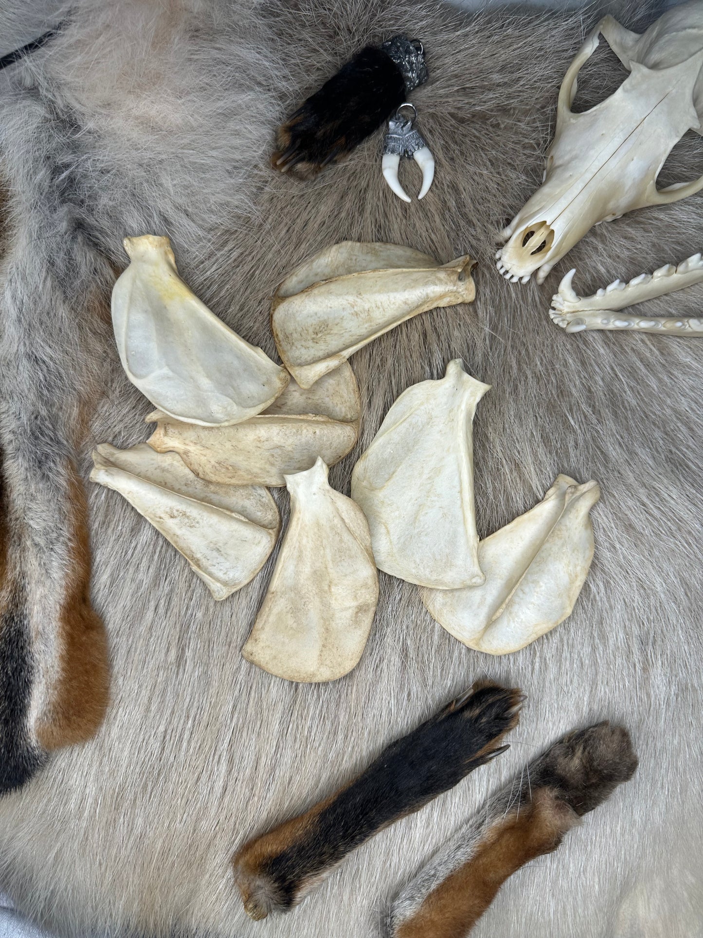 Schulterblatt Fuchs Natur