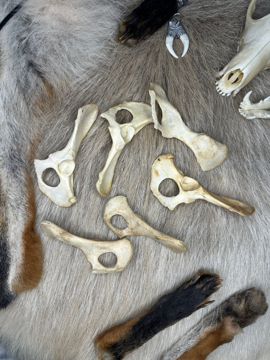 Hüftknochen Fuchs Natur