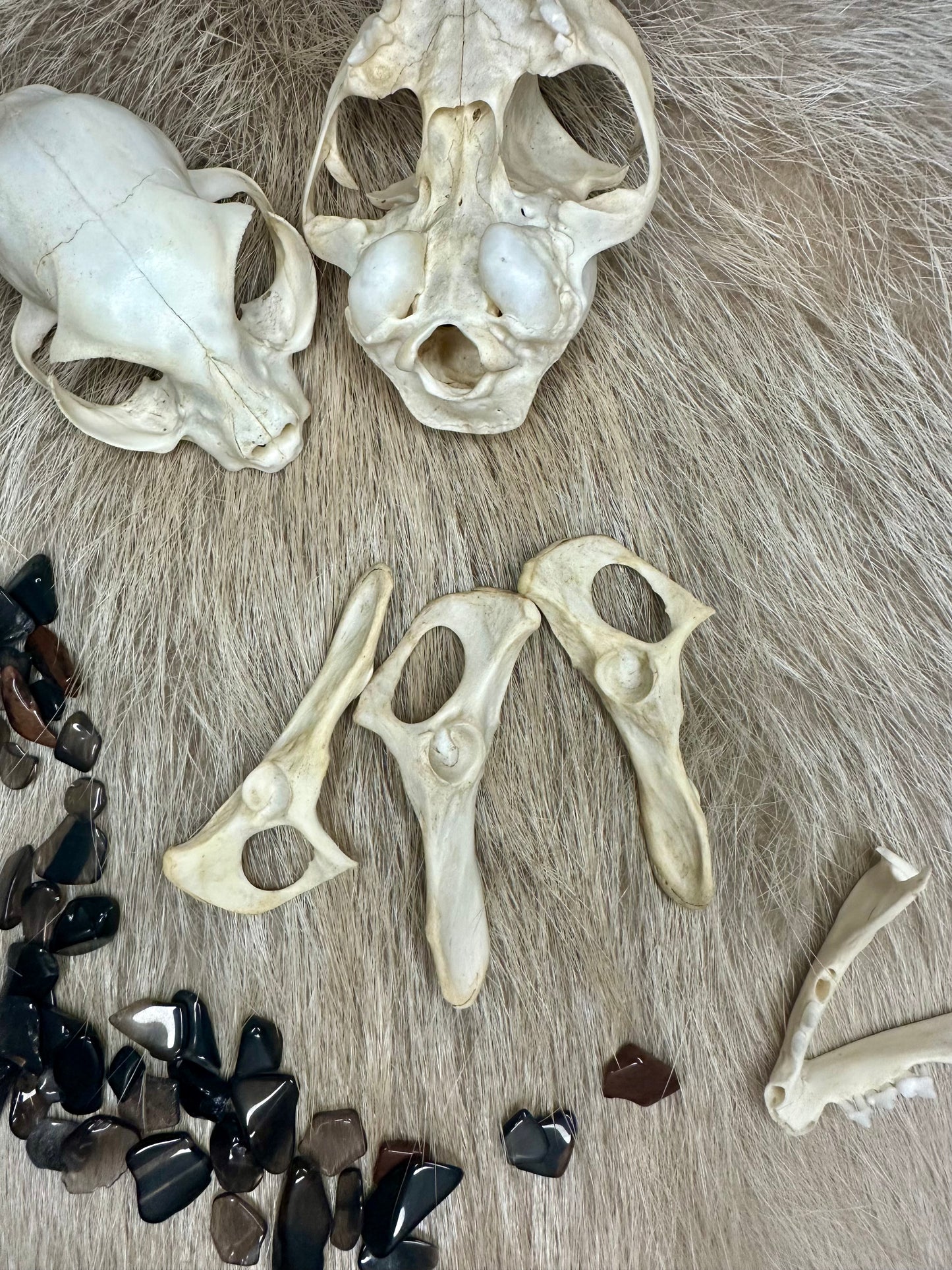 Hip bone marten nature