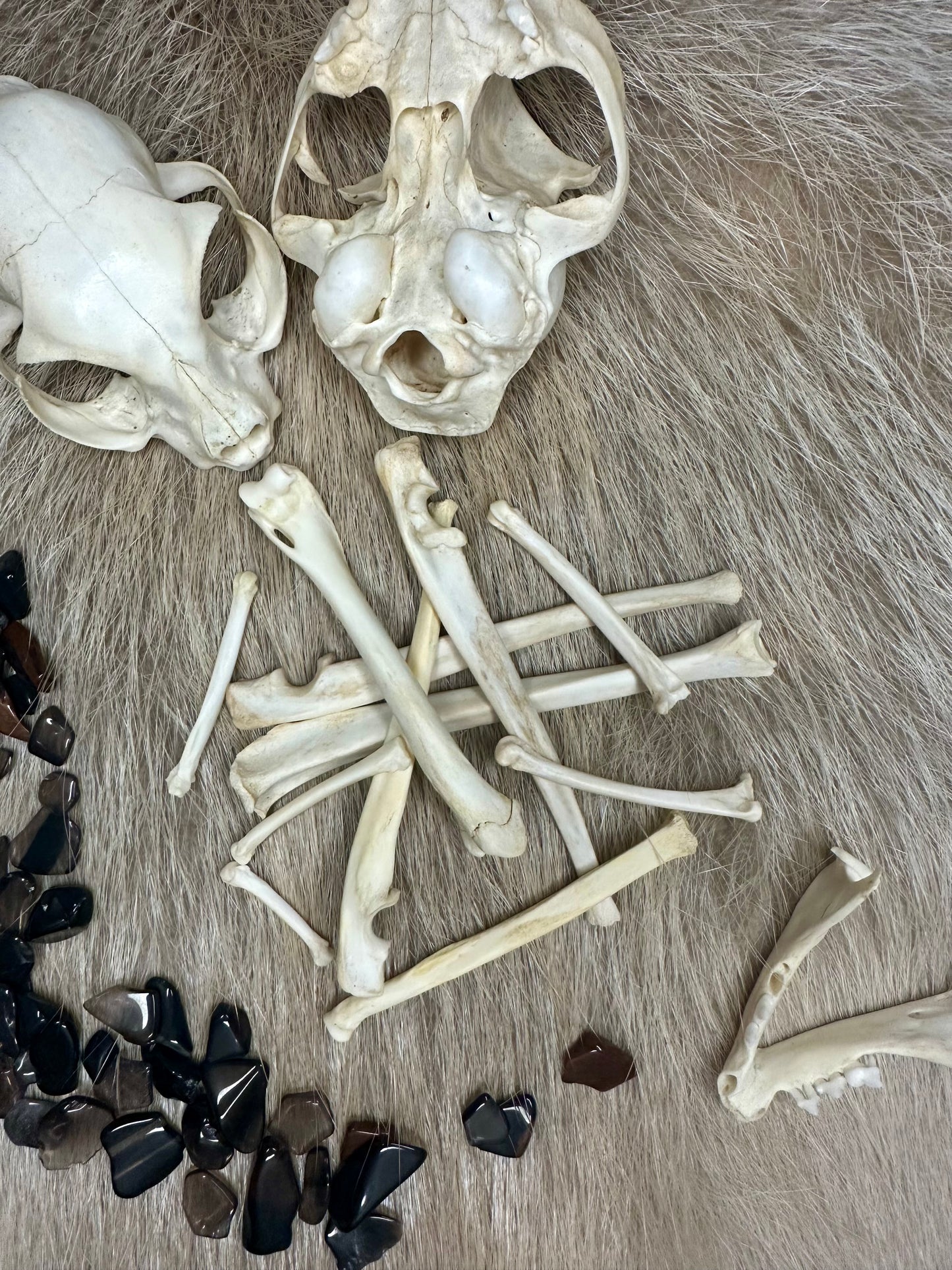 Bones Fox Nature