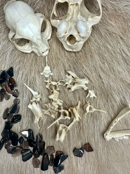 Wirbel Katze Natur