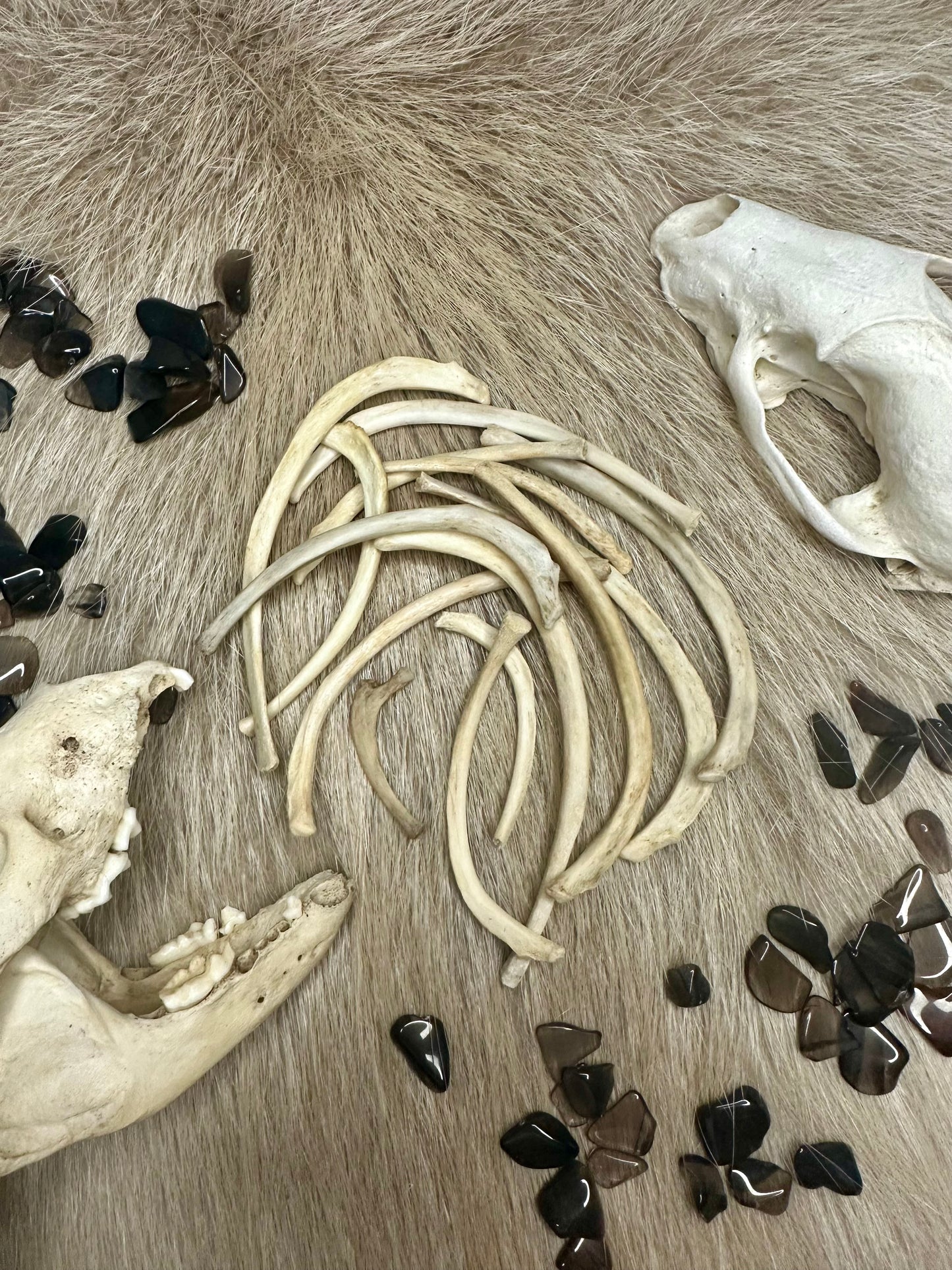 Ribs Marten Nature