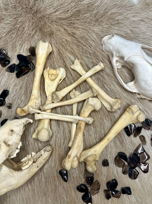 Knochen Dachs Natur