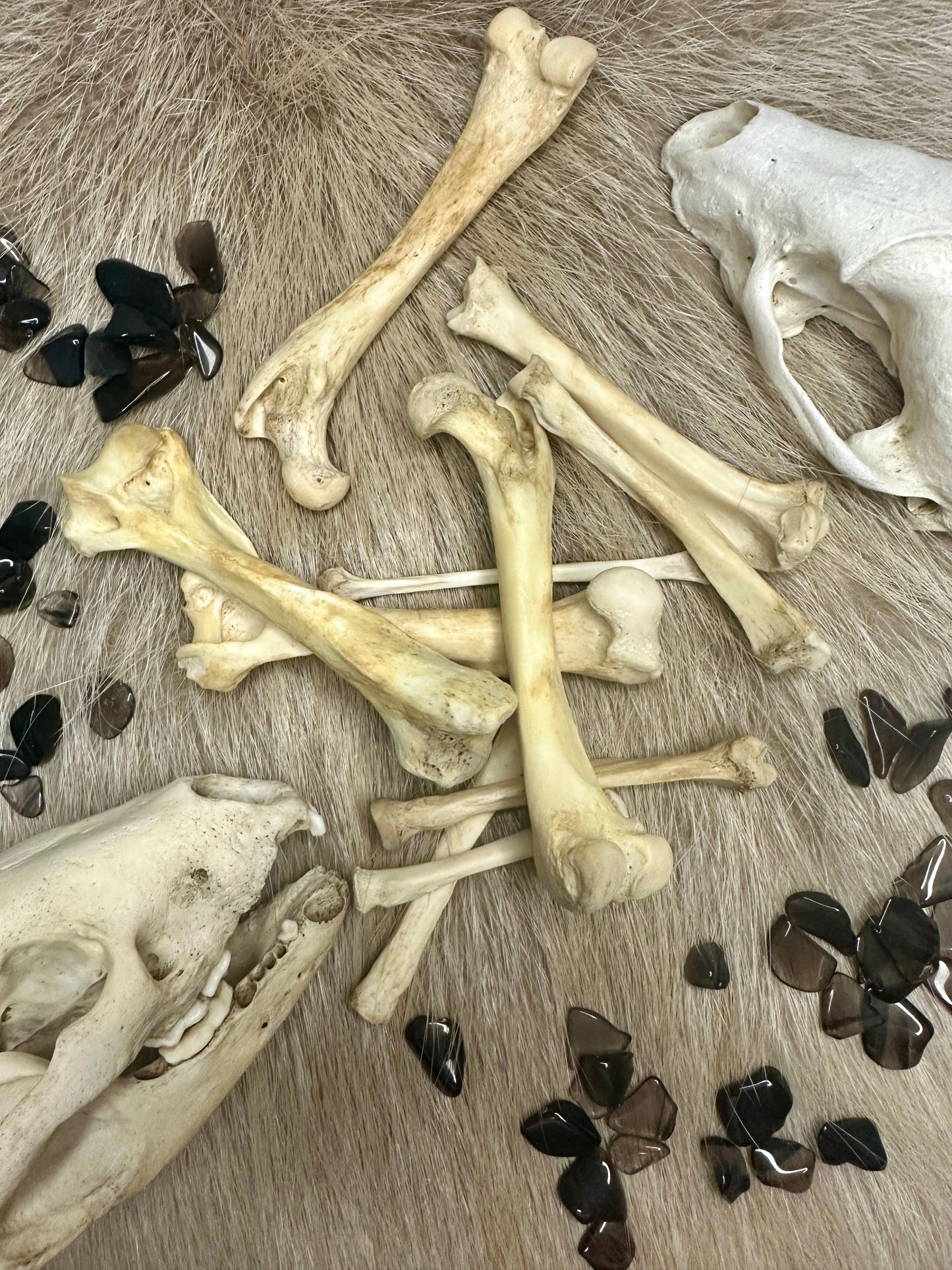 Bones Fox Nature