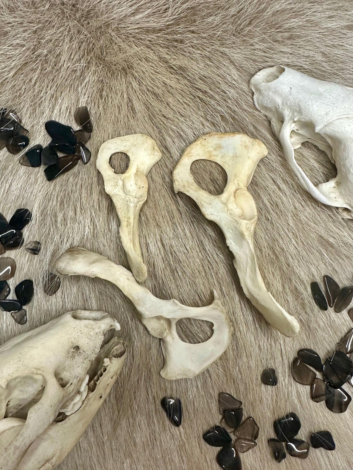Hip bone marten nature