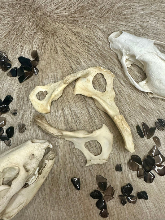 Hüftknochen Dachs Natur