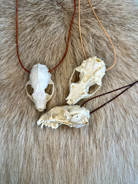 Steinmarder Schädel Halsband