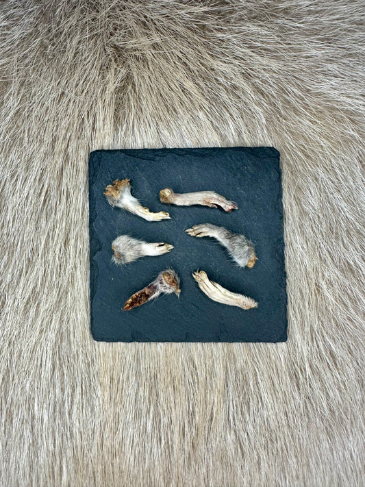 Rattenfuß