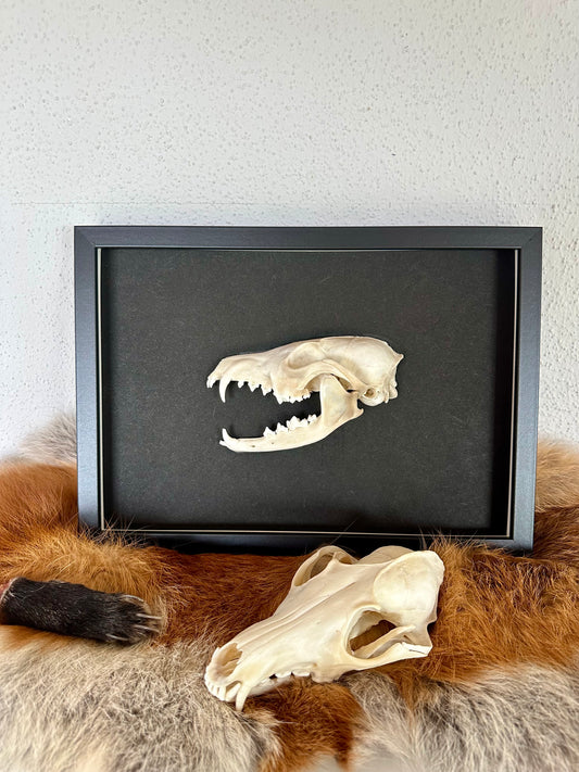 Wandbild Fuchsschädel Schwarz