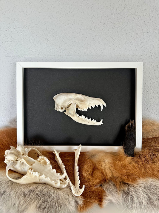 Wandbild Fuchsschädel Weiß