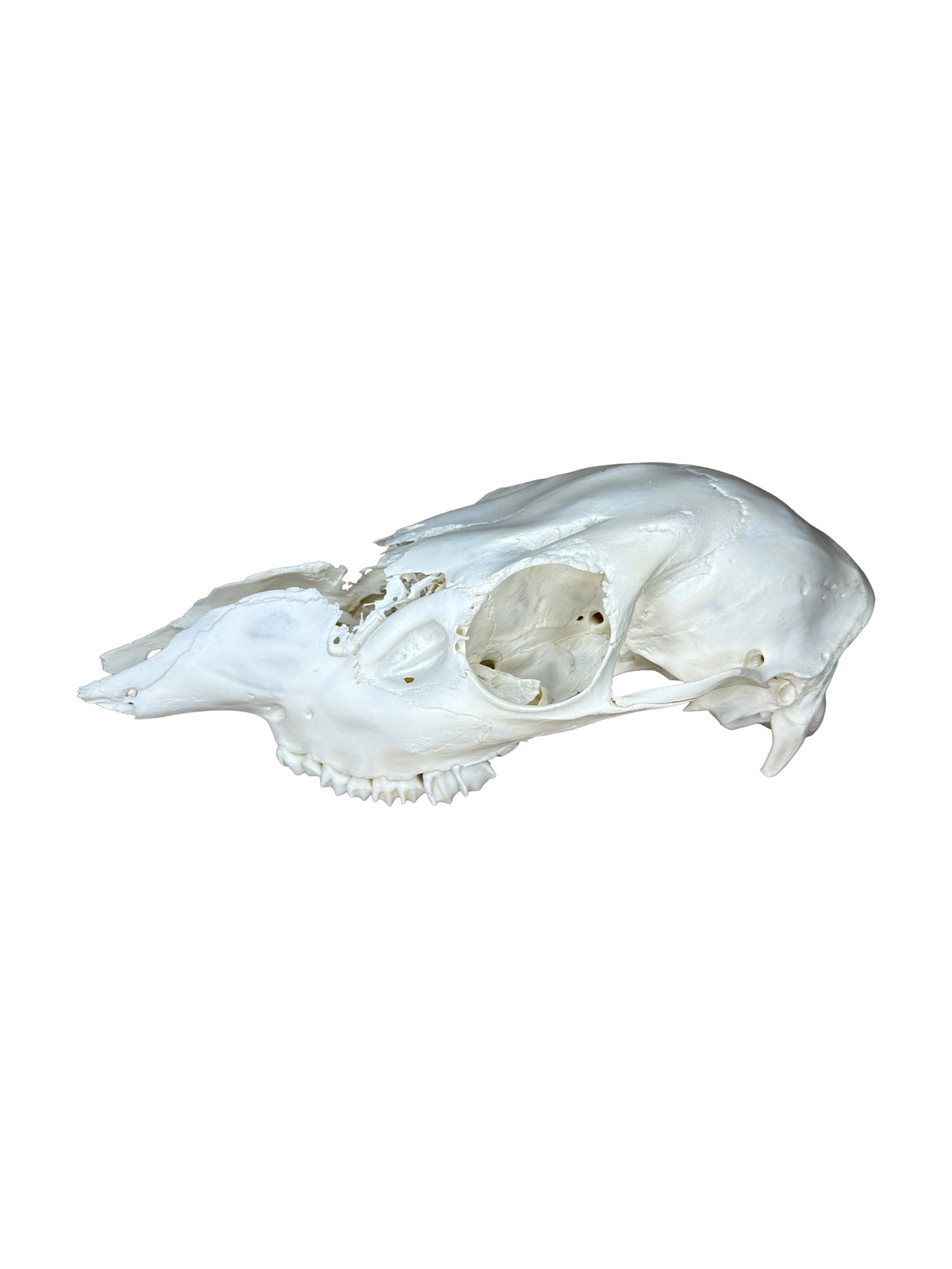Crâne de cerf élaphe n° 2