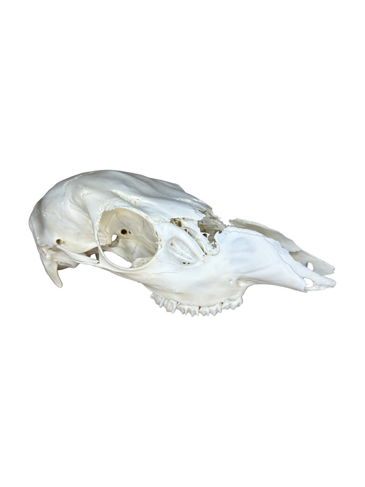 Crâne de cerf élaphe n° 2