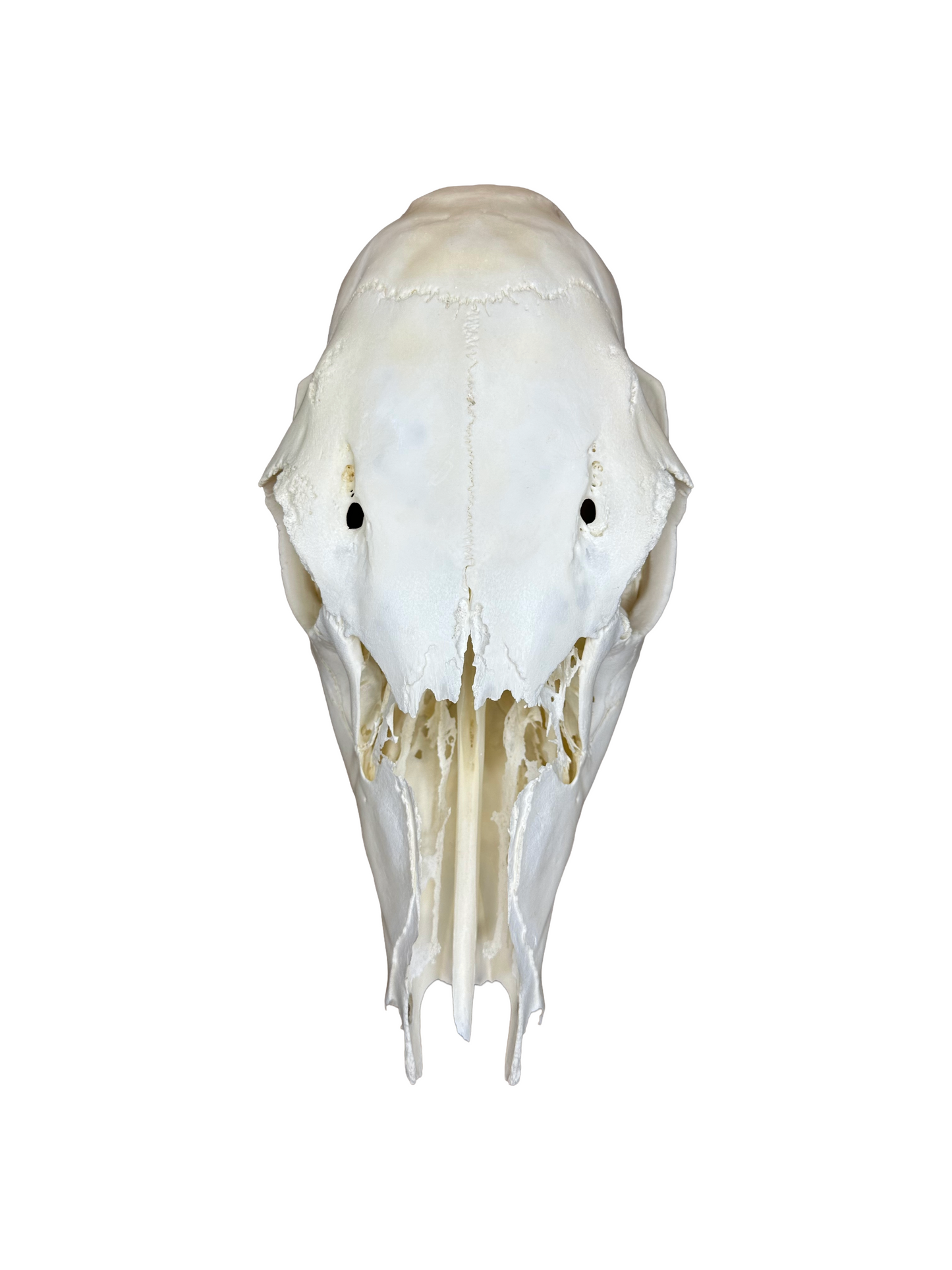 Crâne de cerf élaphe n° 2