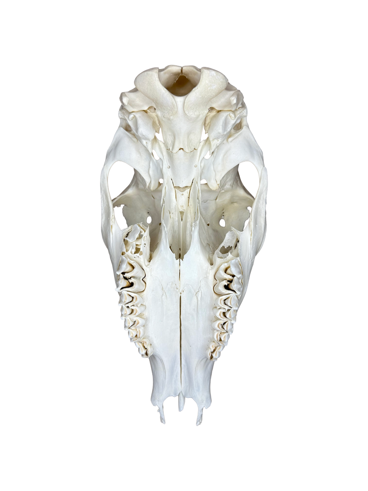 Crâne de cerf élaphe n° 2