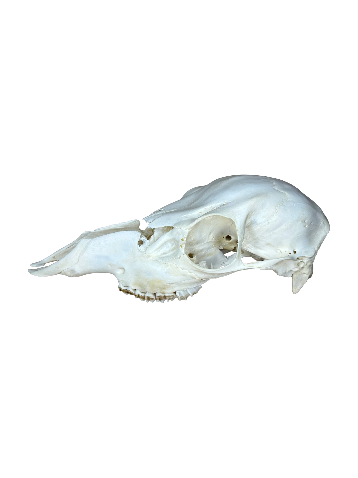 Rotwild Schädel Nr. 2